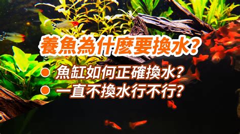 魚缸 換水|養魚要換水嗎？4種換水方式完整教學 